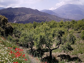 Photo of olive garden in the valley Alpujarra